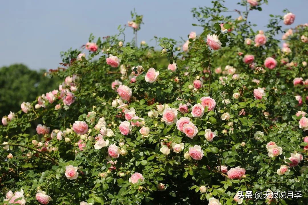 四月最浪漫的蔷薇花,最浪漫的四月花