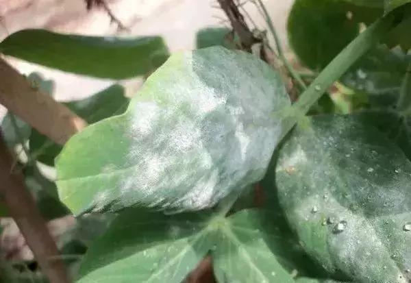 怎么判断小麦白粉病,白粉病防治妙招最佳方法