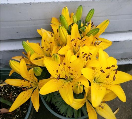 盆栽百合施肥,盆栽百合种球施什么肥