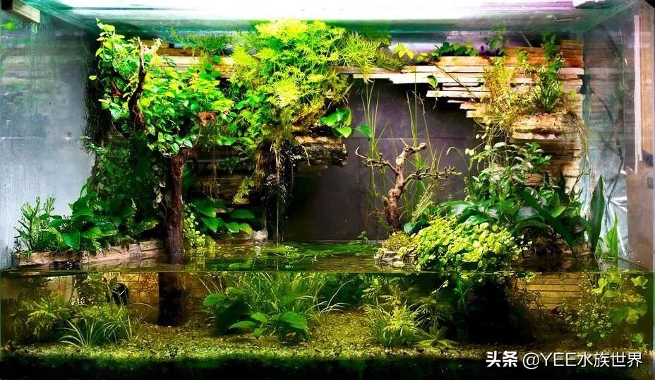 绿萝放鱼缸里当水草怎么转水,绿萝转水养鱼