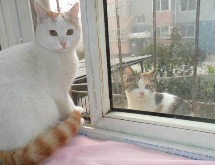 猫咪总是看窗外是什么原因呢,猫咪盯着窗外看