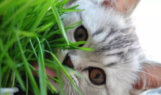 猫咪为啥光吃猫草根部不吃草,猫出去外面吃草还需要吃猫草吗