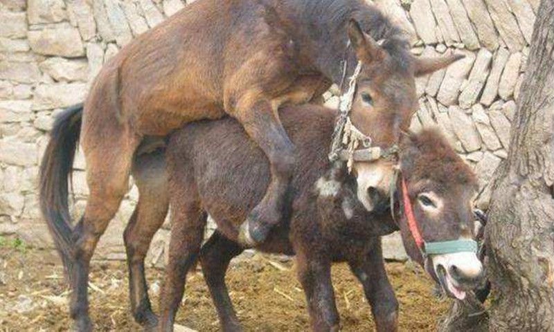 马和驴生出的骡子为什么不能生育,马和驴生下骡子是新物种吗