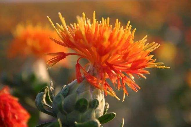 古代胭脂彩妆推荐哪款好,古代女子化妆用的胭脂图片