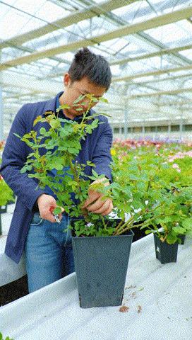 天狼说月季的盲枝,早春月季盲枝没花苞怎么办