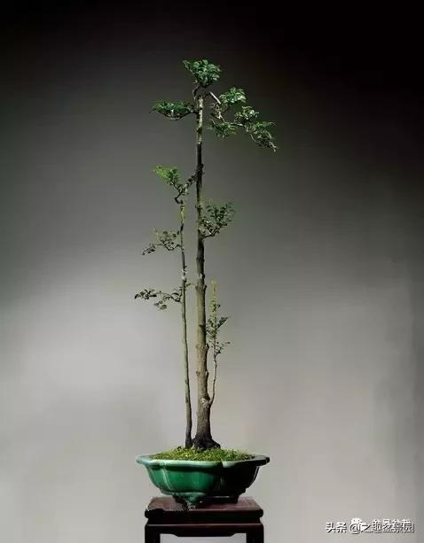 黑檀汁的养护方法,黑檀树的养殖方法和注意事项