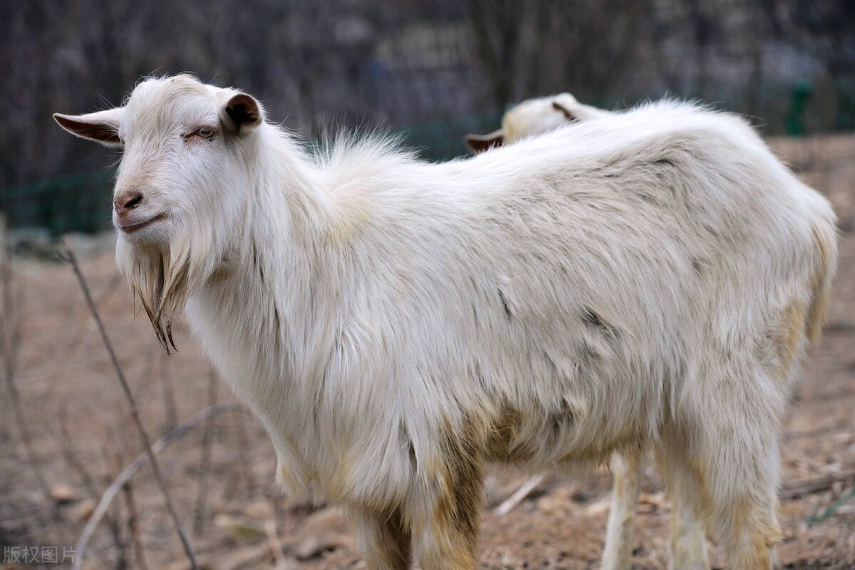 为什么家养的羊繁殖力会越来越低？有这5个原因，养羊要适时调整