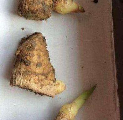 “姜”丢进盆里就能活，开出漂亮“大花苞”，不仅好看、更好养