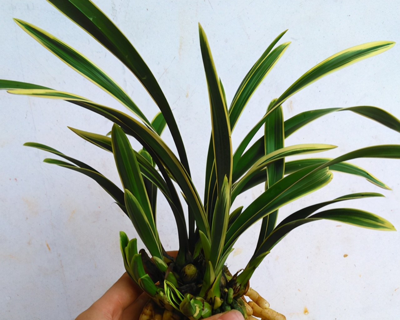 最浓香最好养墨兰名品图片大全,墨兰幽香四溢的养殖方法