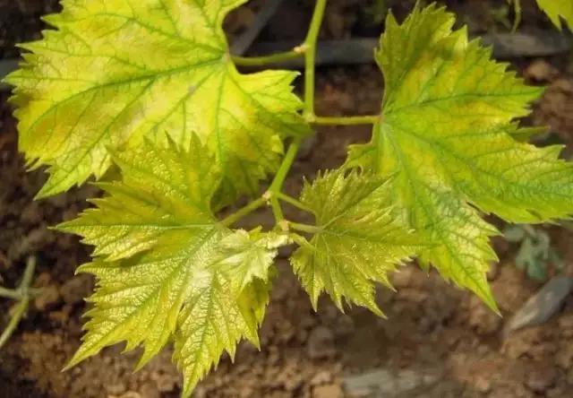 葡萄叶片缺铁怎么施铁,葡萄缺铁叶子有什么变化