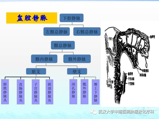 女性盆腔解剖与断层影像