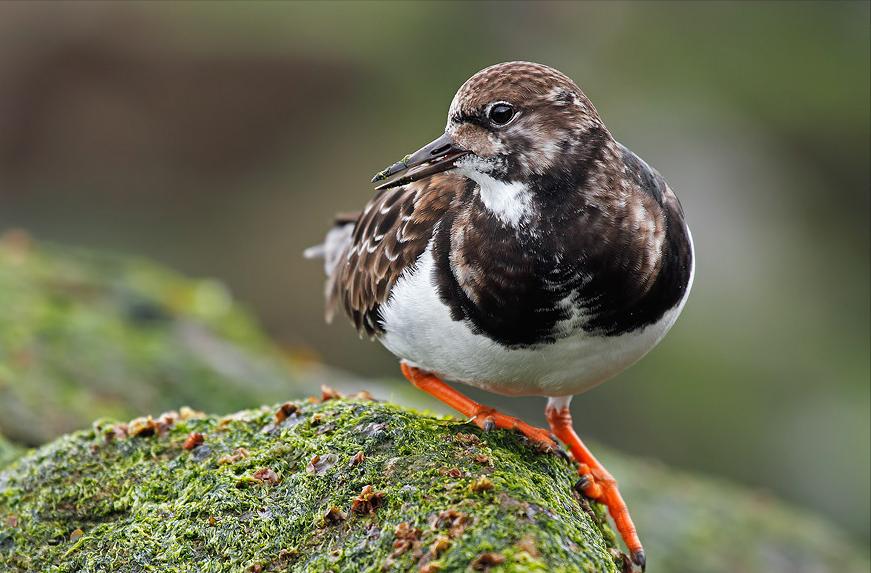 广东常见鸟类图谱图文,广东常见鸟类图谱