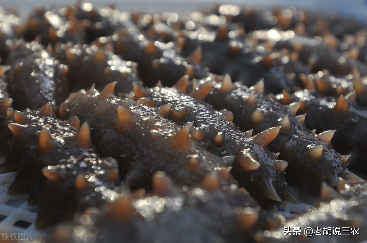 海参淡干海参一斤价格在600-700元,干海参与即食海参价格差别很大