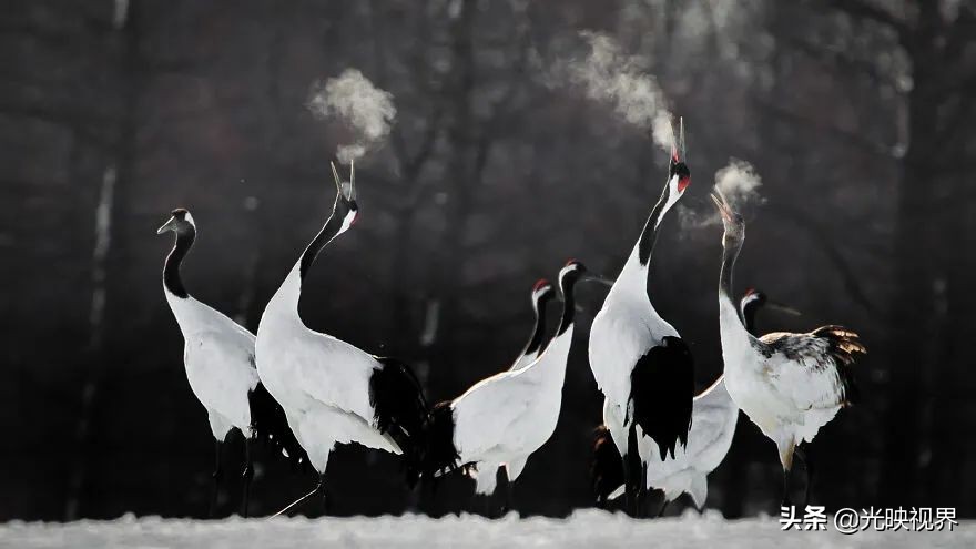 世界鸟类顶级摄影大全,2022年最佳鸟类摄影师奖35张照片