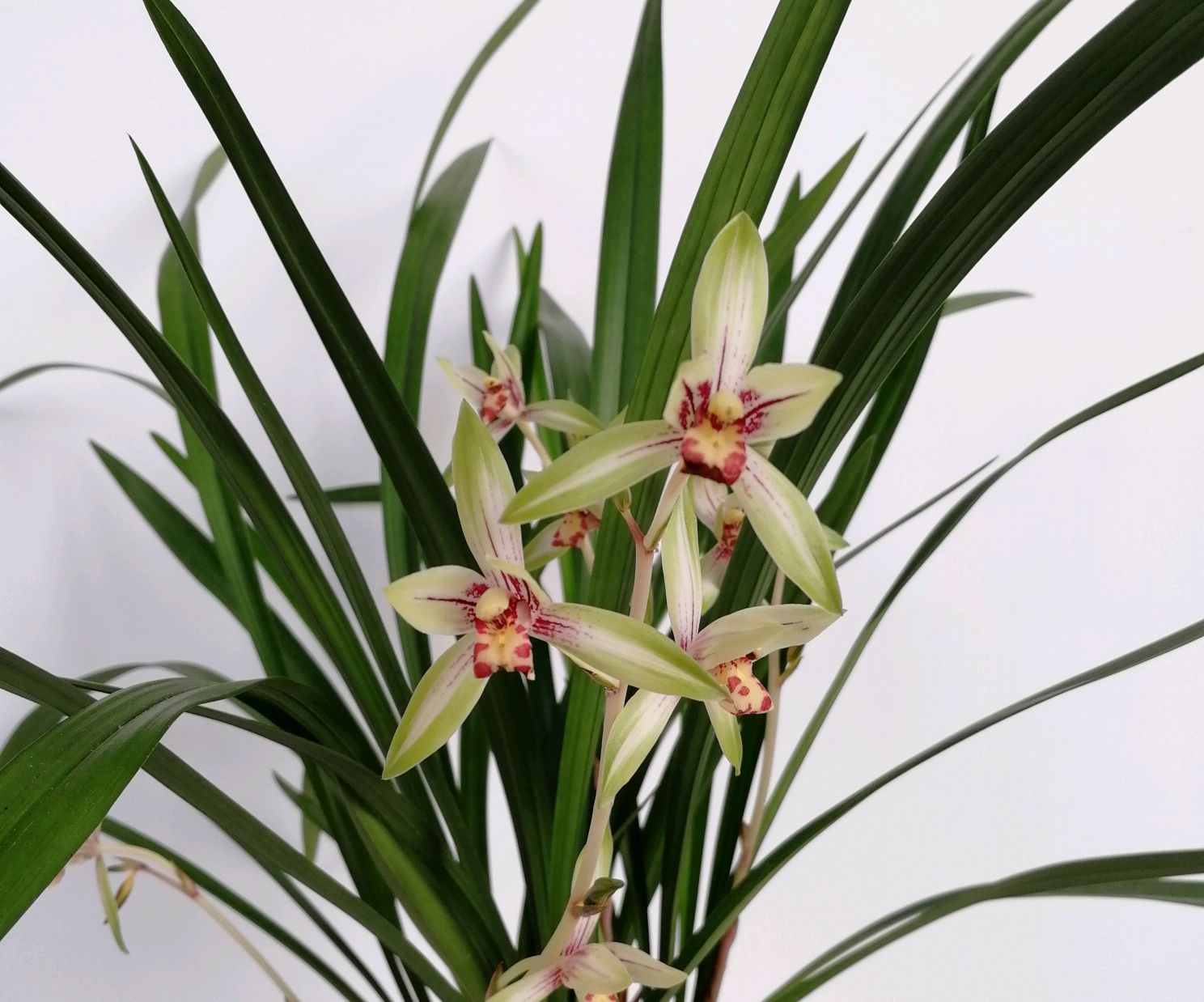 换好盆的兰花有花苞是否要施肥,春季兰花换盆后多长时间才能施肥