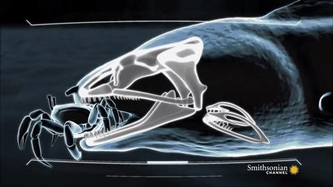 小众的热爱,正宗海鳗