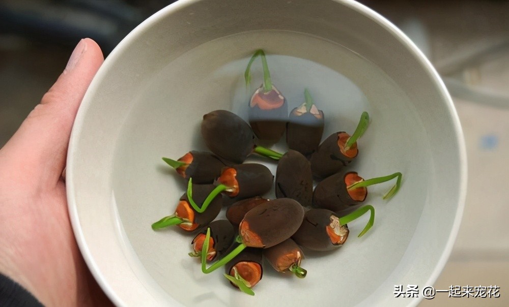 碗莲种子发芽到开花全过程,碗莲荷花种子几天发芽