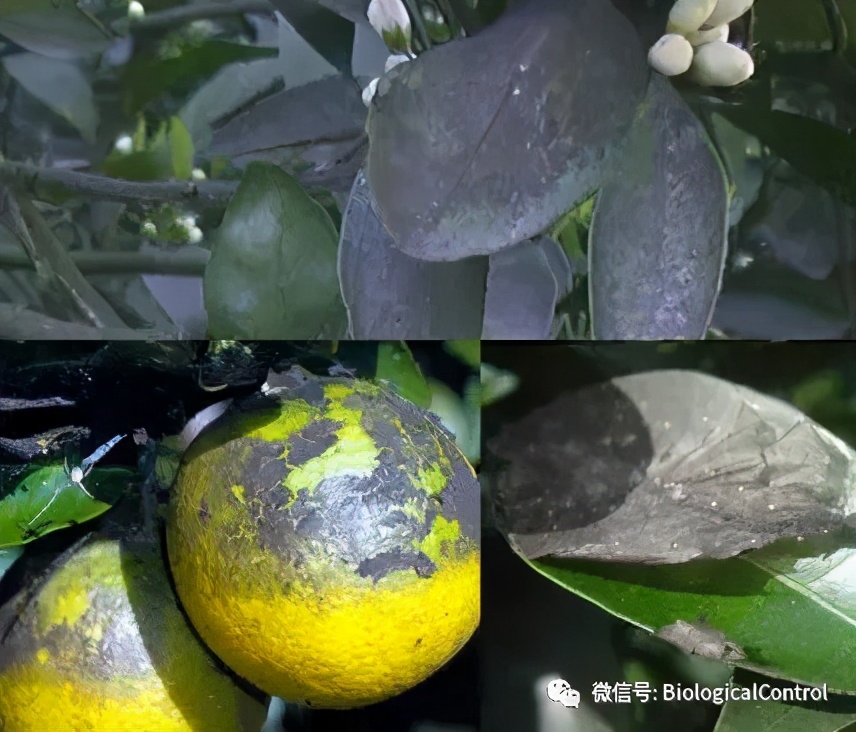 防治果树煤烟病用什么药,冬季果树炭疽病用什么药