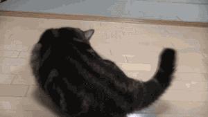 可爱小橘猫长大,小橘猫1个月很丑