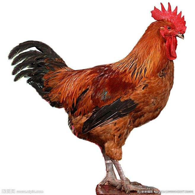 肉鸡的习性,肉鸡生理结构图