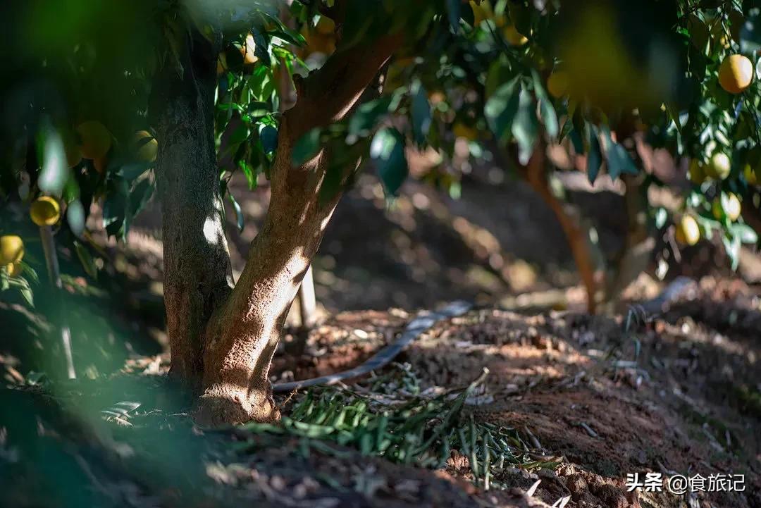 褚橙属于柑类吗,褚橙什么时间成熟