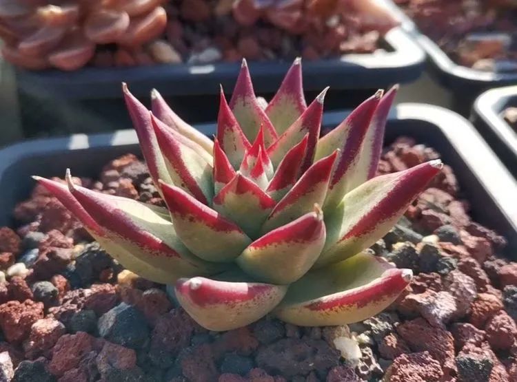 养多肉植物修身养性,多肉的习性和日常养护方法