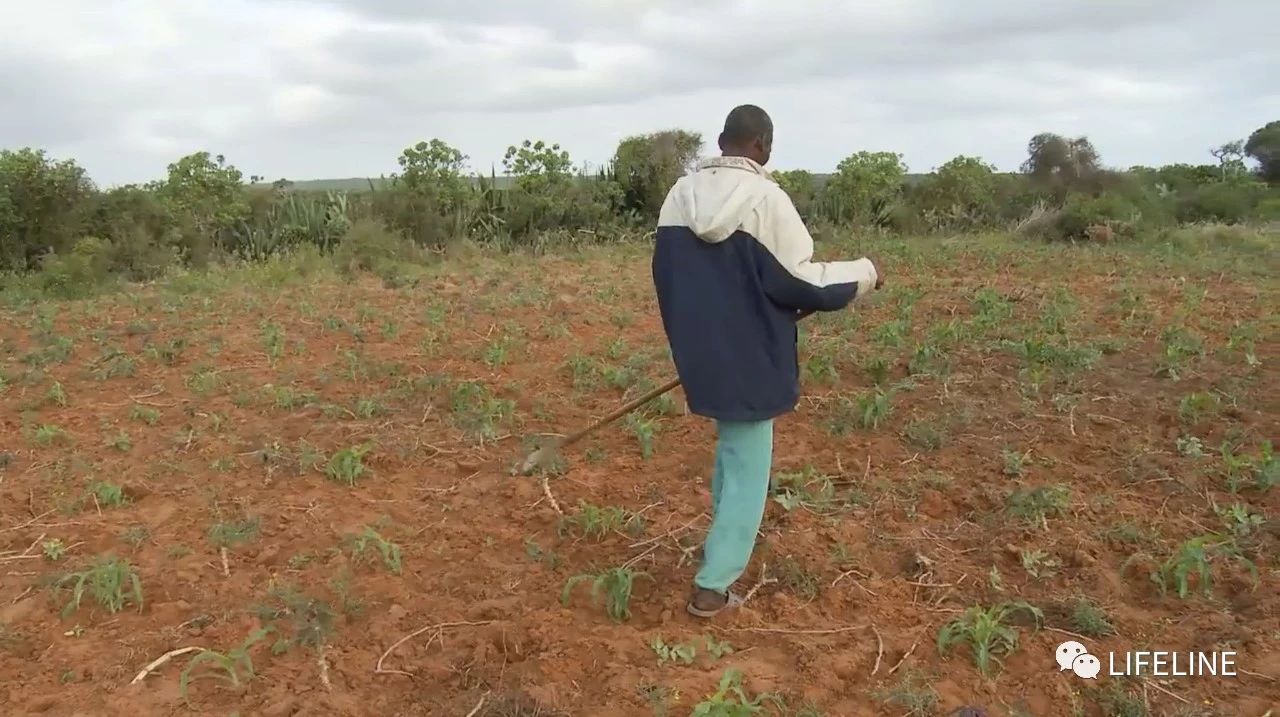 龟中“考拉”，请别让我们的孩子在博物馆见到它们...