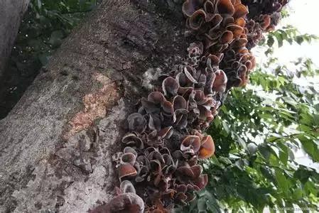 黑龙江产蔓越莓别的省特产有哪些,黑龙江省饶河县有什么特产