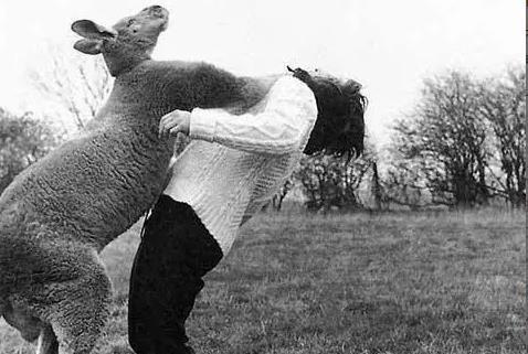 澳大利亚的国宝是考拉还是袋鼠,澳大利亚的国宝袋鼠叫什么