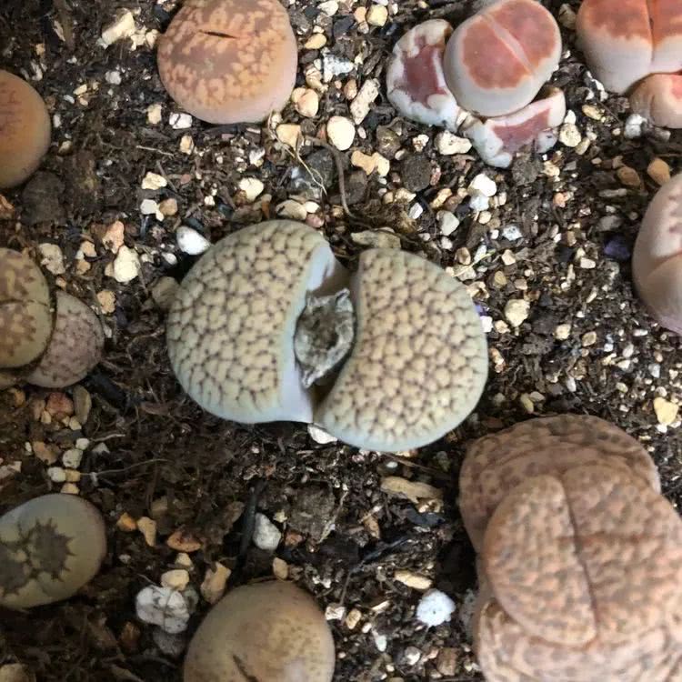 新手小白入坑多肉必看攻略,多肉新手入坑必备指南