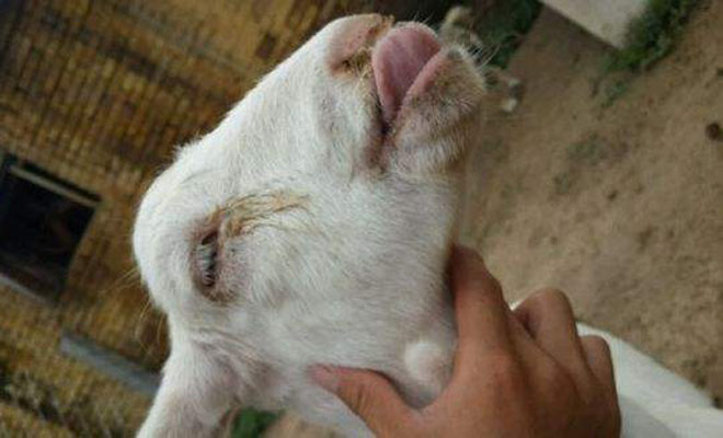 羊小反刍病的症状和预防治疗,羊打过小反刍有什么症状