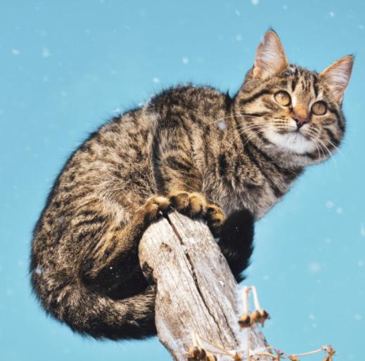 猫咪幼崽困在树上怎么办,猫咪爬到树上下不来怎么办