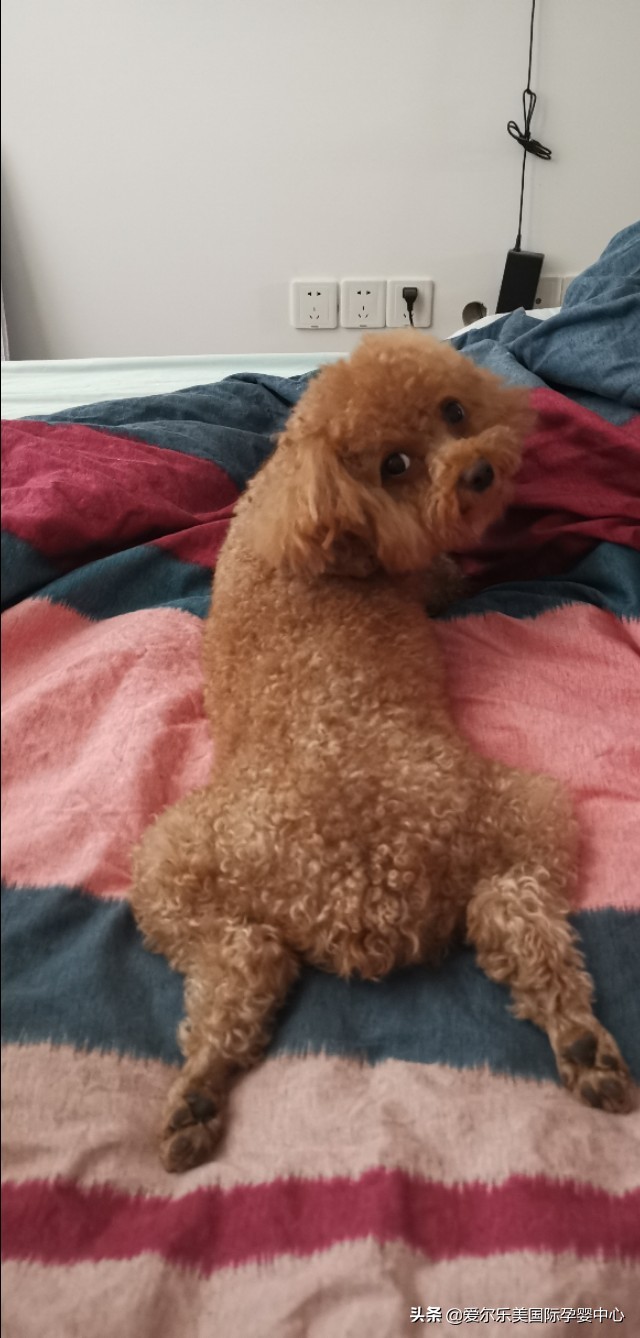 怀孕后可以养宠物吗,怀孕后可以养鹦鹉吗