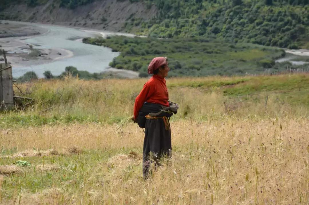 秋天的壤塘风景,壤塘秋天风景