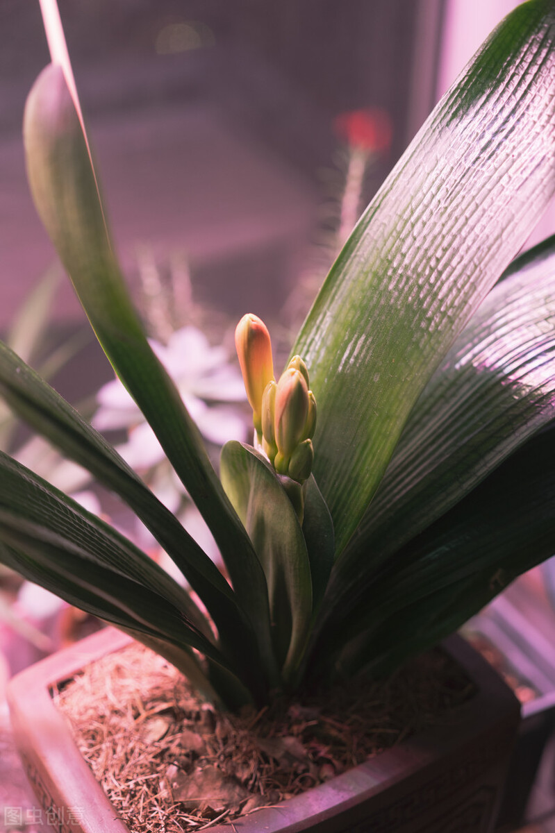 君子兰换盆要不要把老土全部换掉,老花匠给君子兰换盆的口诀