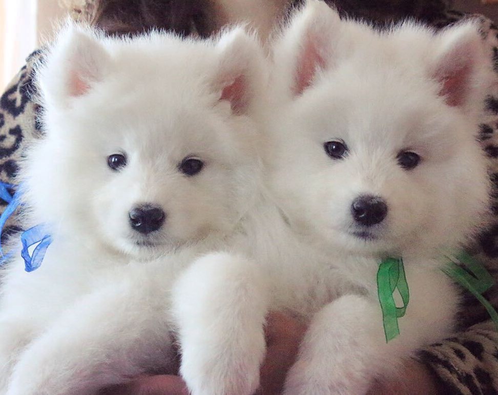 萨摩耶有什么通病,狼版和熊版萨摩耶的优缺点