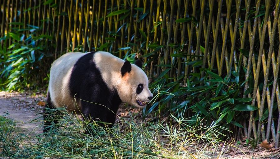 上海热门旅游景点上海野生动物园旅游攻略低音号语音导游