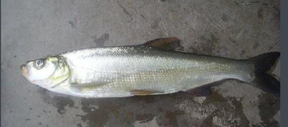 凶猛路亚对象鱼,路亚对象鱼有哪些