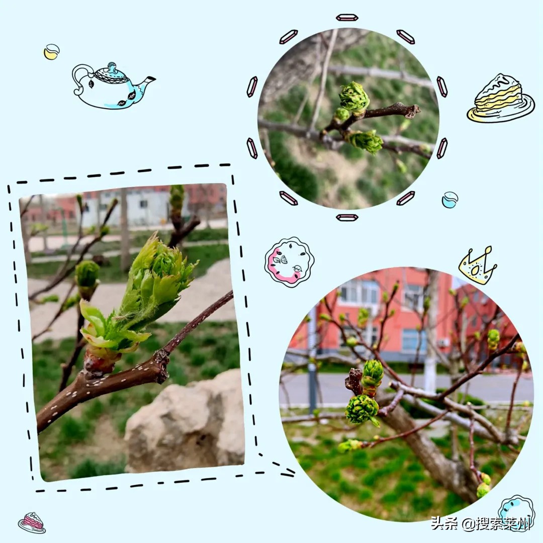 春满校园春暖花开,沙河镇中心小学校园