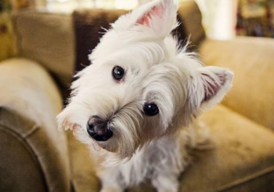 宠物歪头杀什么原因,宠物得了病应该怎样预防