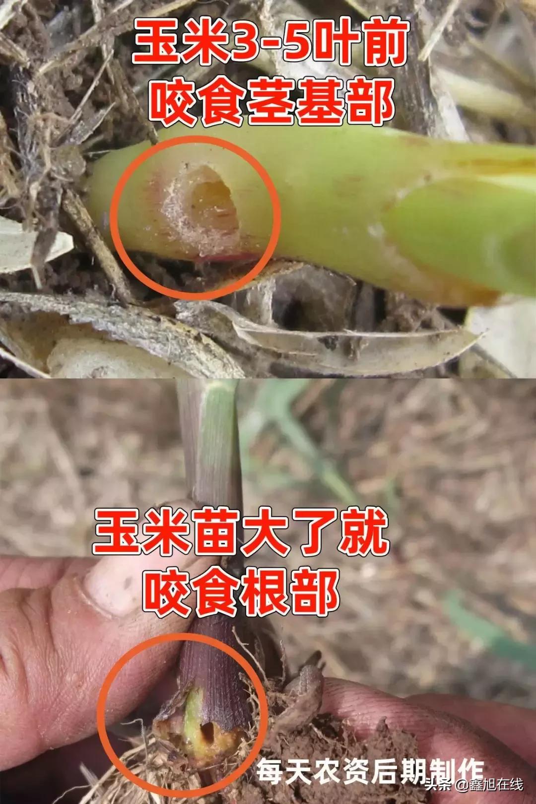 9大肉虫防治，赶紧认清