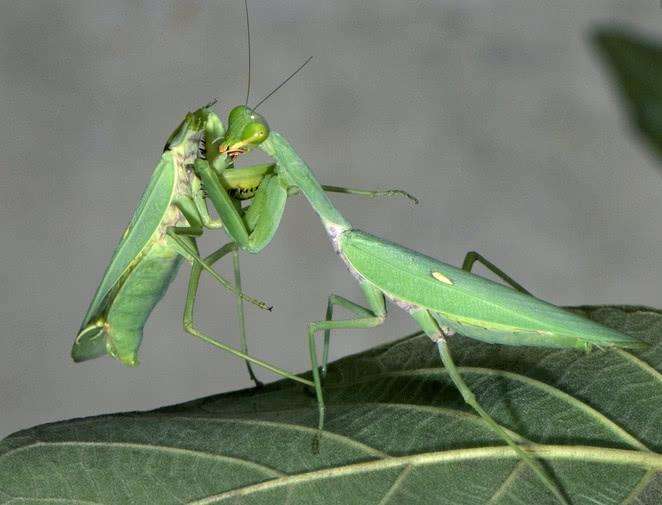 母螳螂为什么要吃掉自己的老公,母螳螂为何吃掉自己的配偶