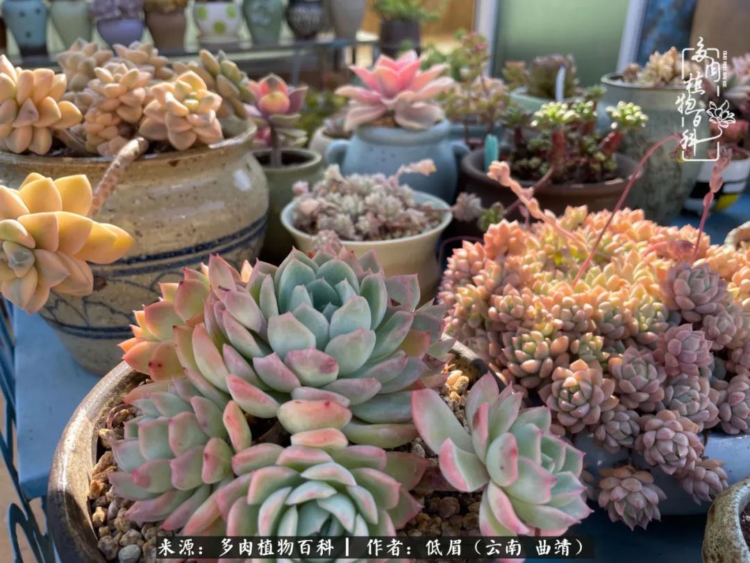 多肉植物百科如何投稿,感谢多肉植物百科的陪伴