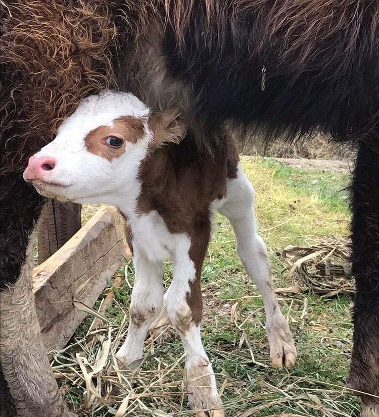 母牛不怀孕的表现,母牛不怀孕什么现象