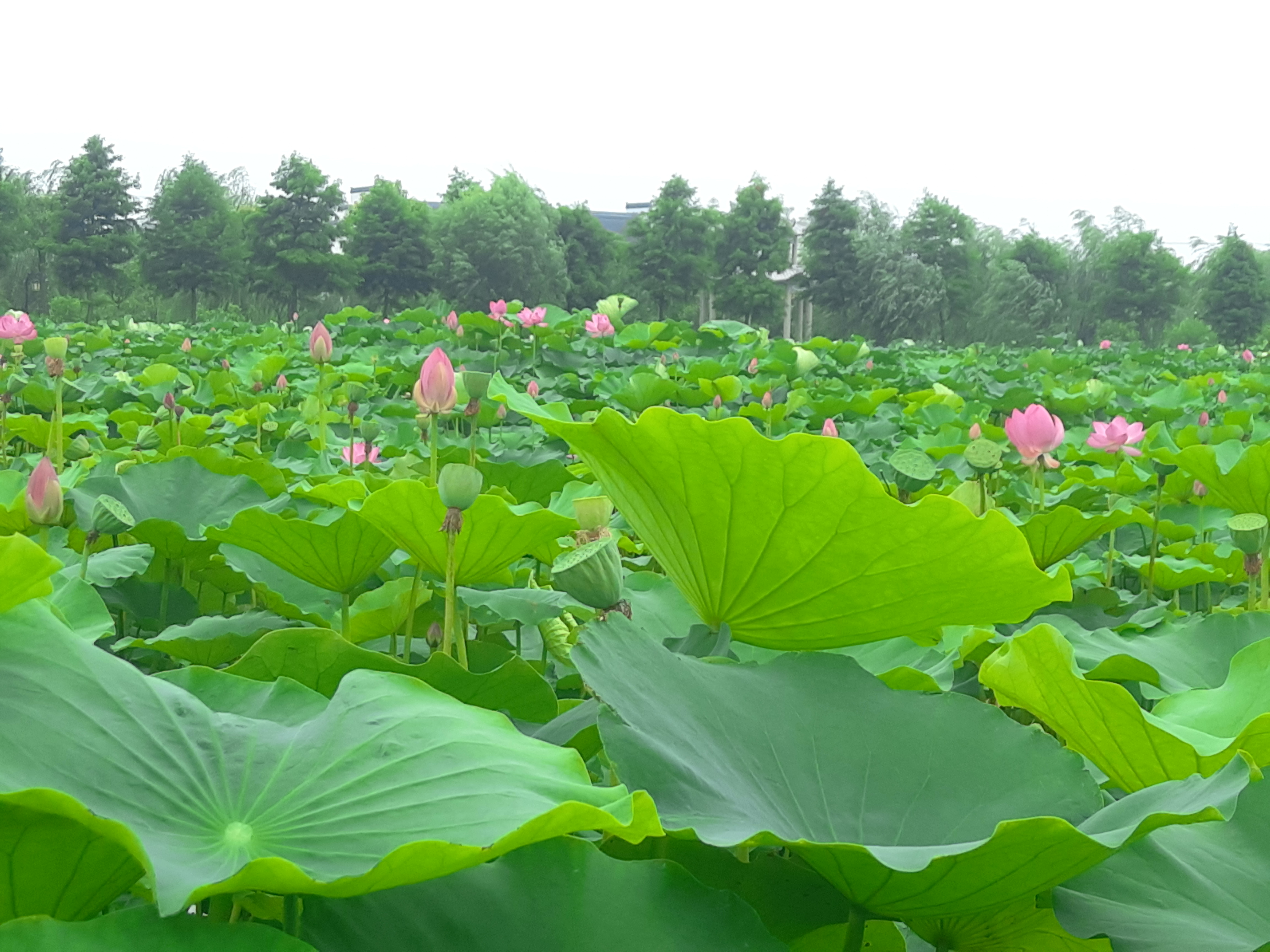 一一风荷举翻译,一一风荷举全诗