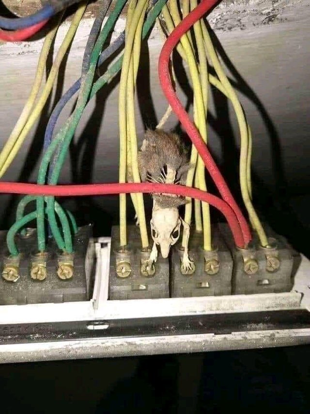 盘点被电鳗电死的人,鳄鱼咬住电鳗当场死亡