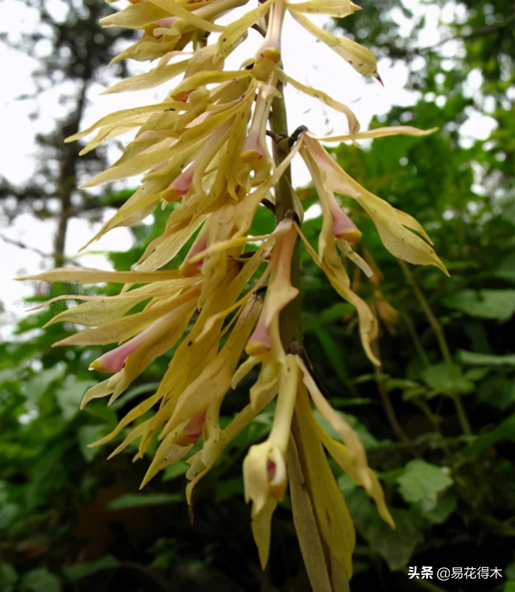 杜鹃兰属于几级保护植物,杜鹃兰品种图片