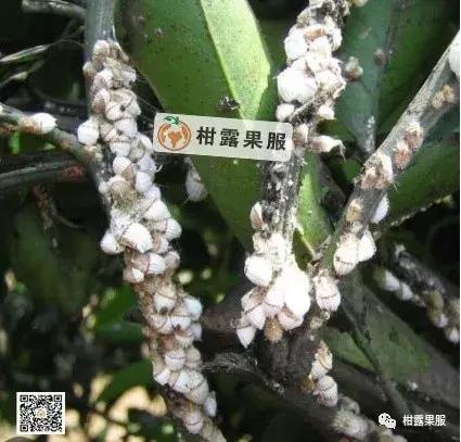 柑橘的常见病虫害和预防方法,柑橘新叶卷曲是什么虫害如何防治