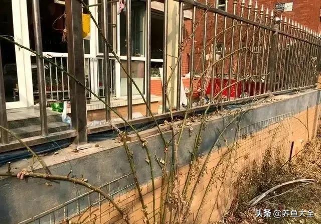 花卉盆栽的造型和修剪技术,盆栽花卉修剪方法