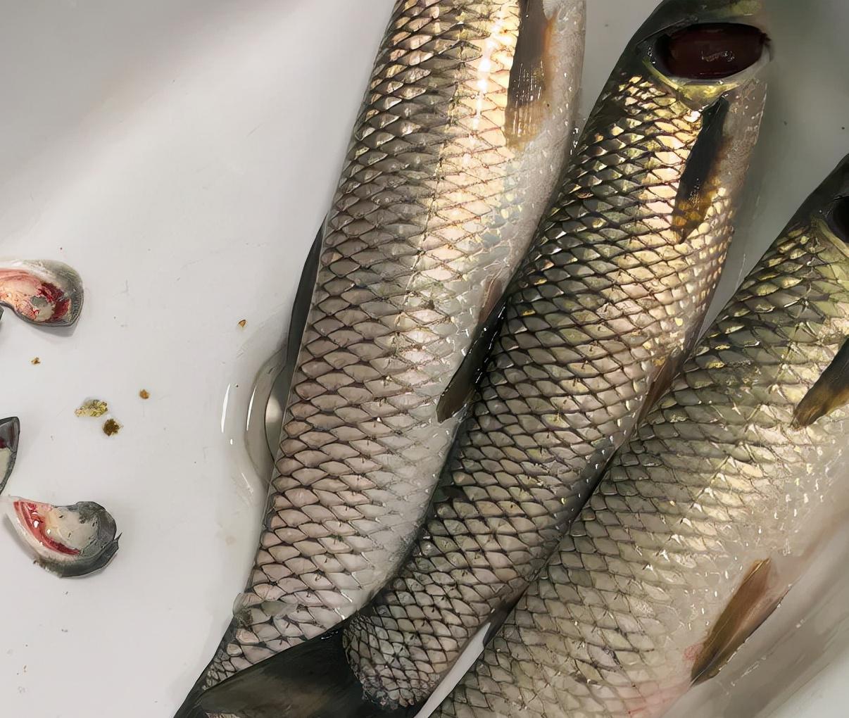 为什么鱼病久治不好,鱼病了怎么治疗最好